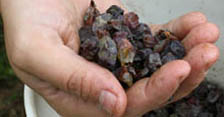 Dry berries to make aszú wines