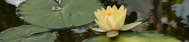 Blühende Seerose im Goldfischteich