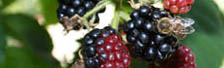 Brombeeren und Honigbiene